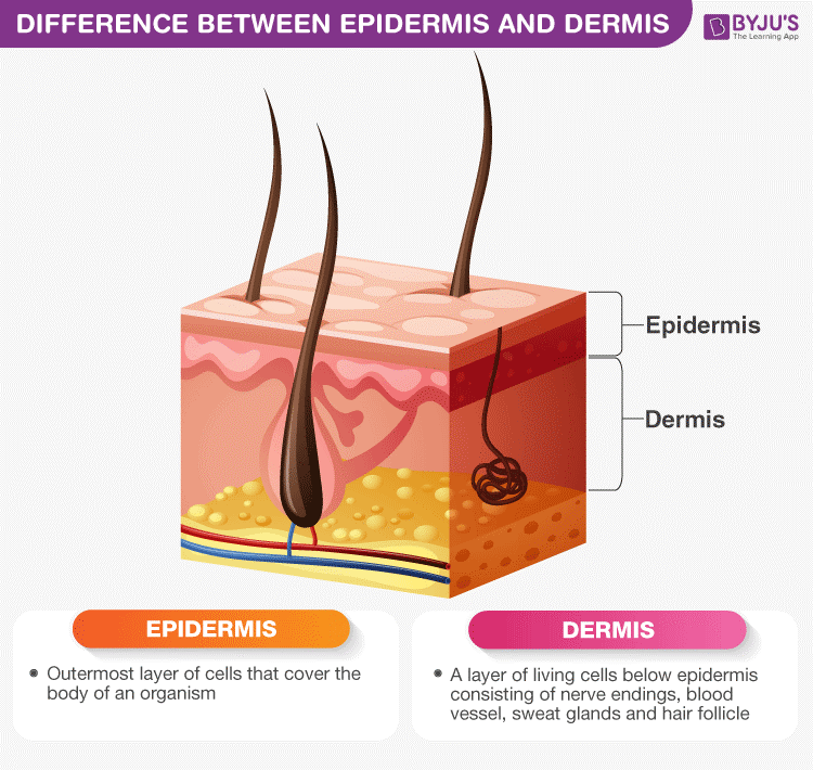Difference between Epidermis and Dermis 
